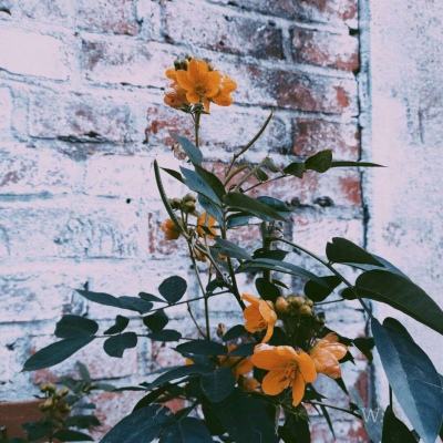 皇冠下载官网app